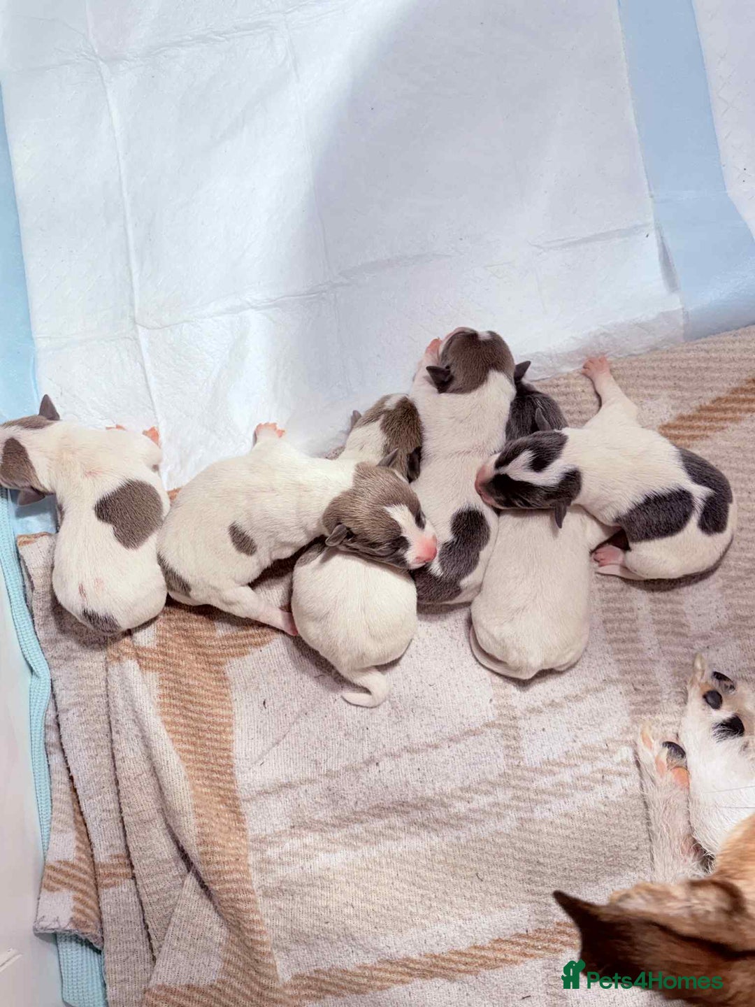 Jack Russell dogs for sale: White,blue,red tri jack Russell pups  - Advert 5