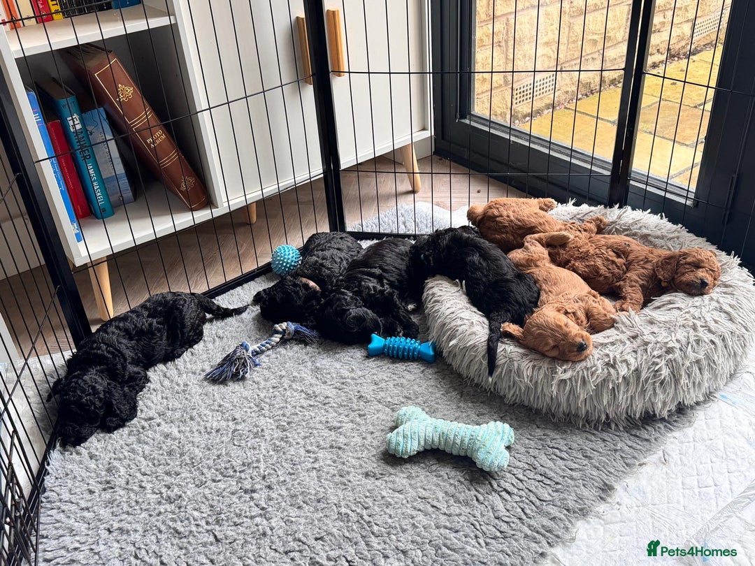 Labradoodle dogs for sale: F1b Miniature Labradoodle Puppies  - Advert 38