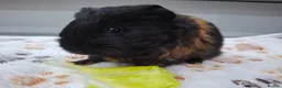 Guinea Pig rodents for sale: Marvelous males - Advert 11