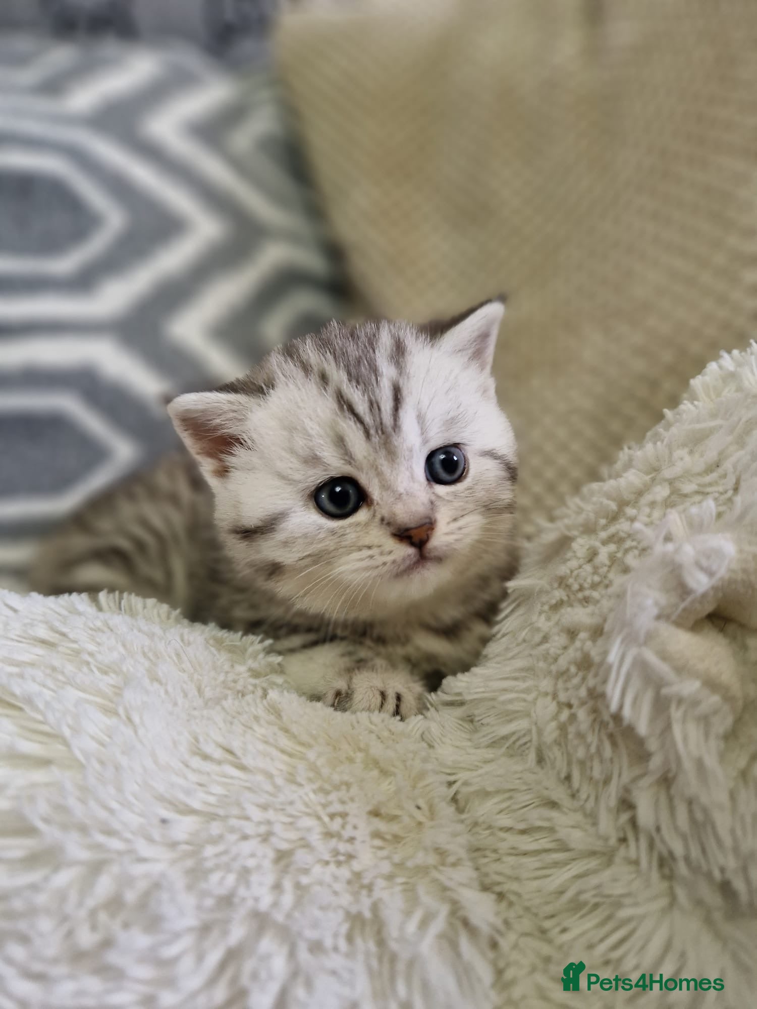 British Shorthair cats BSH kittens - Advert 2