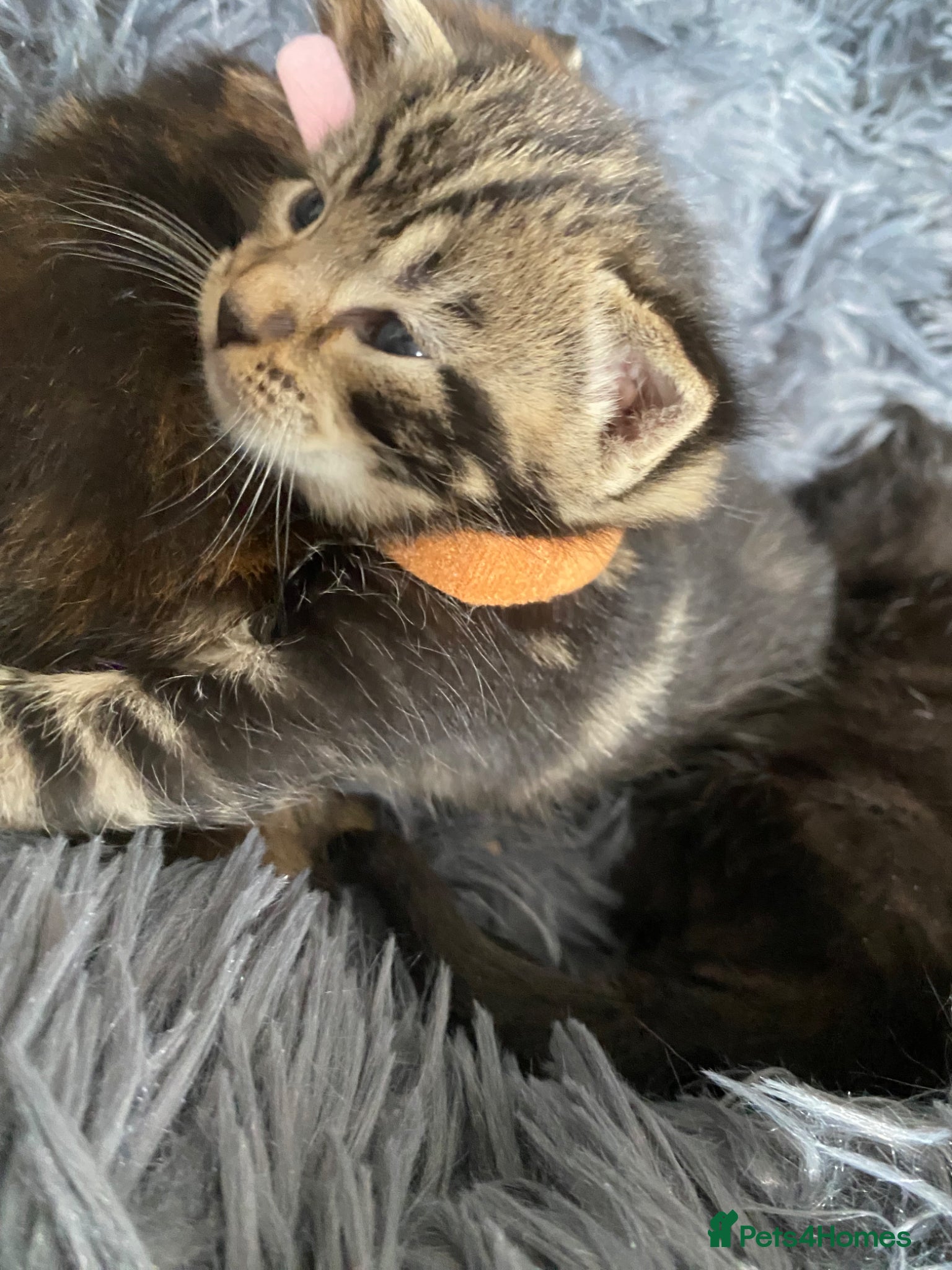 Mixed Breed cats Bengal cross American shorthairxBombay kittens 🐱  - Advert 2