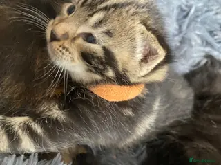 Mixed Breed cats Bengal cross American shorthairxBombay kittens 🐱 - Advert 2