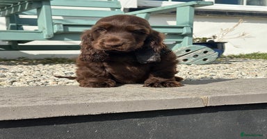 Cocker Spaniel dogs - Advert 9