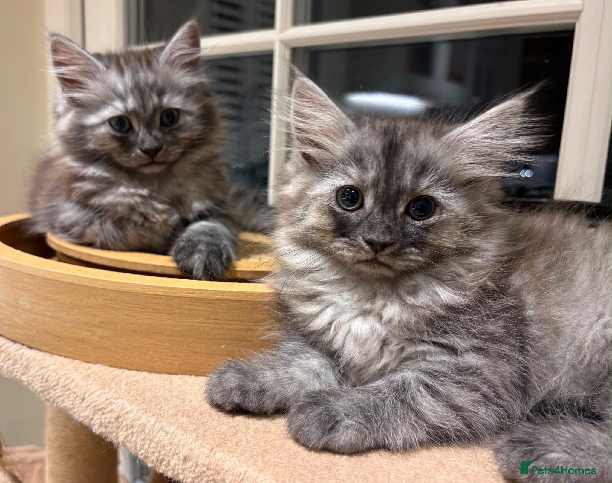 Mixed Breed cats 3 Dark grey mixed persian chinchilla kittens - Advert 1