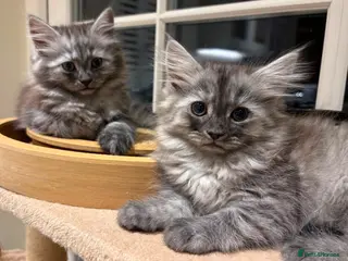 Mixed Breed cats 3 Dark grey mixed persian chinchilla kittens - Advert 1
