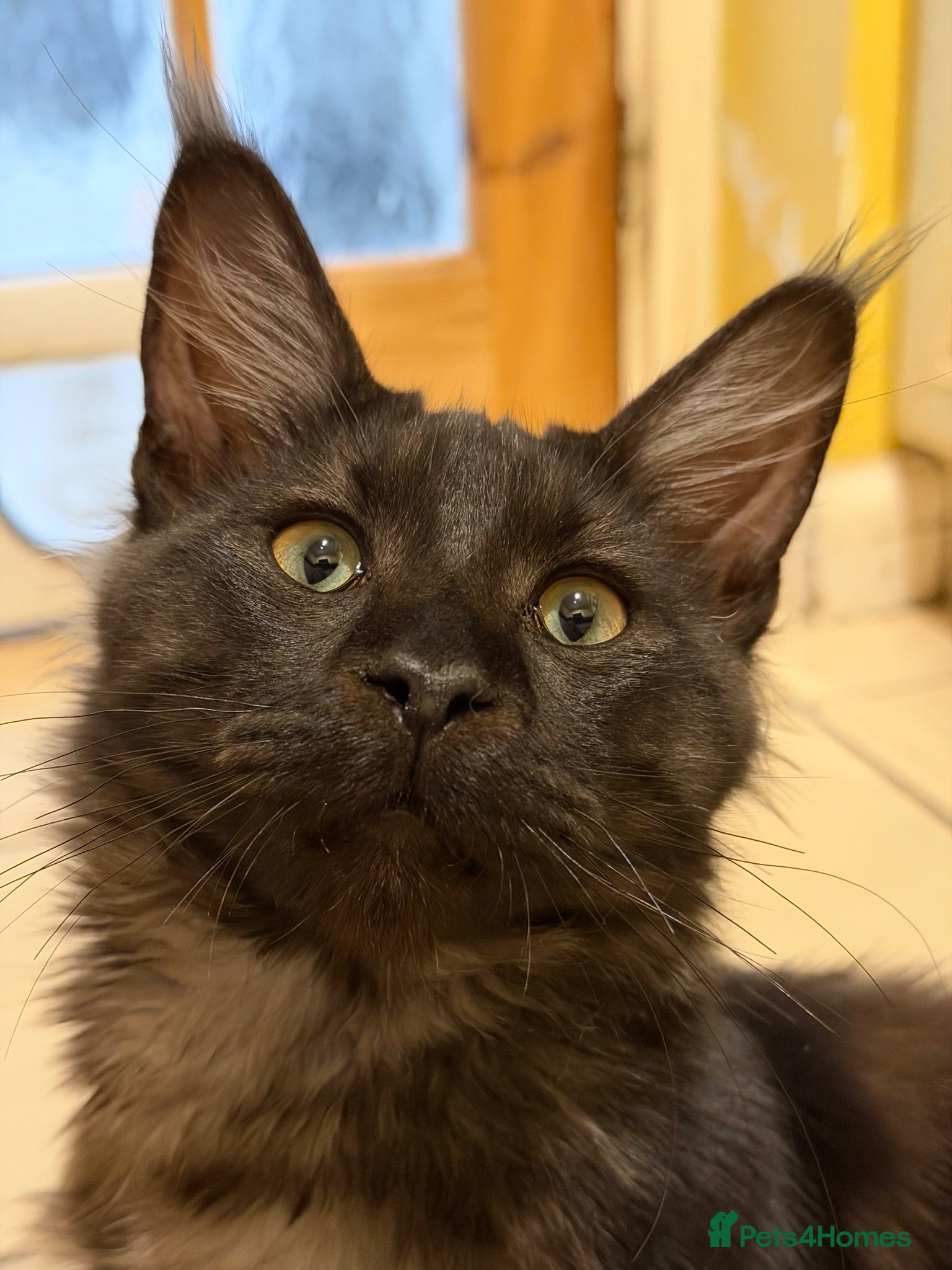 Mixed Breed cats 3/4 Maine Coon,stunning babies - Advert 5