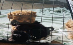 Cockapoo dogs for sale: My small cockpapoo - Image 15