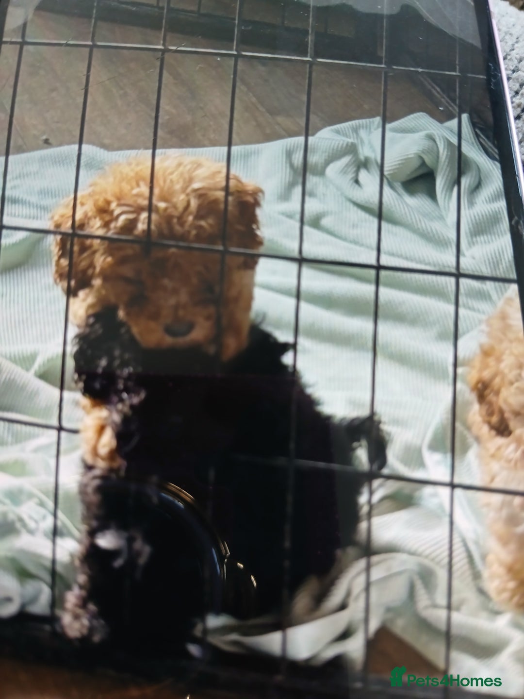 Cockapoo dogs for sale: My small cockpapoo - Image 15