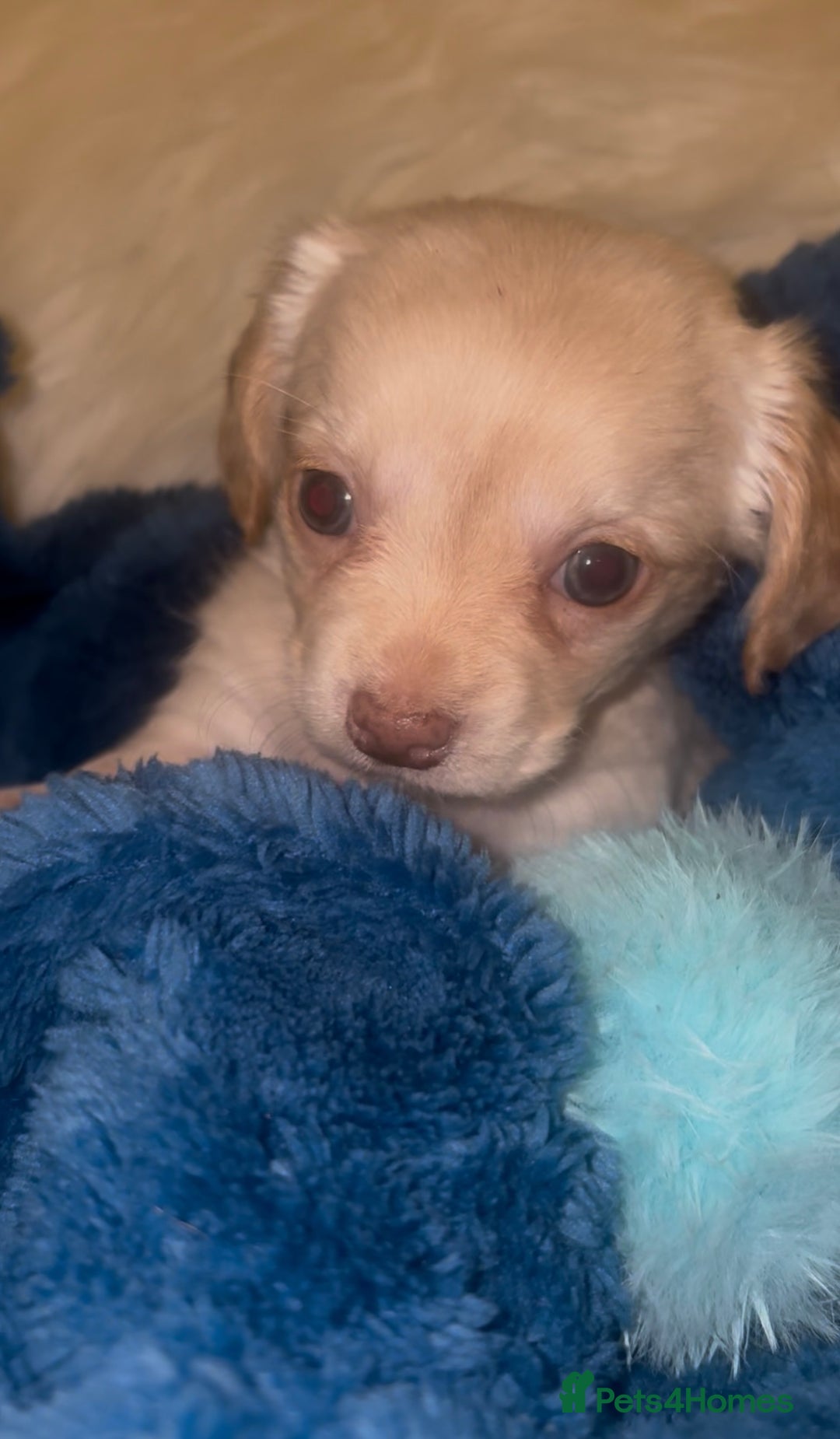 Chiweenie dogs for sale: Gorgeous Mini Dachshund X Puppies🐾 - Advert 24