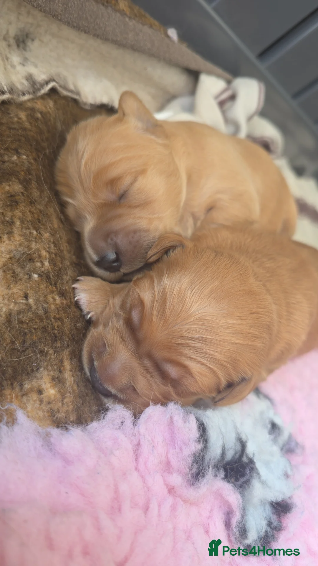 Golden Retriever dogs for sale: *FOX RED KC REG GOLDEN RETRIEVER PUPS FOR SALE* - Advert 8