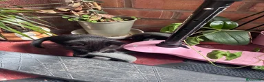 Domestic Shorthair 3