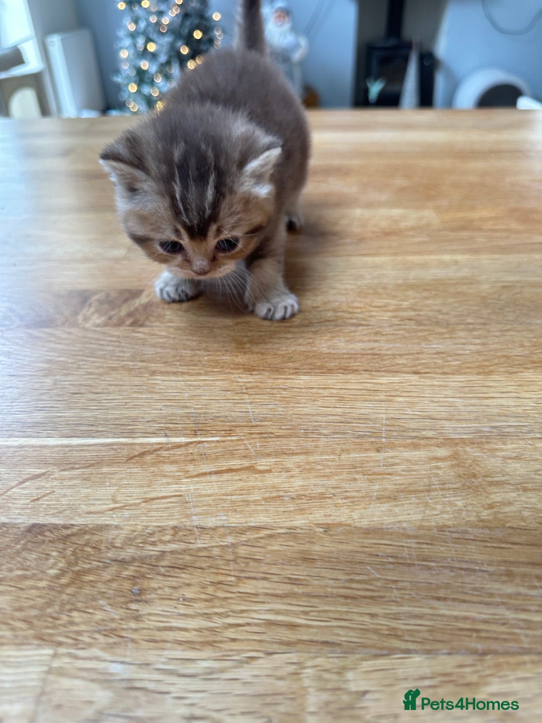 British Shorthair cats for sale: Chunky British Shorthair Kittens - Advert 8