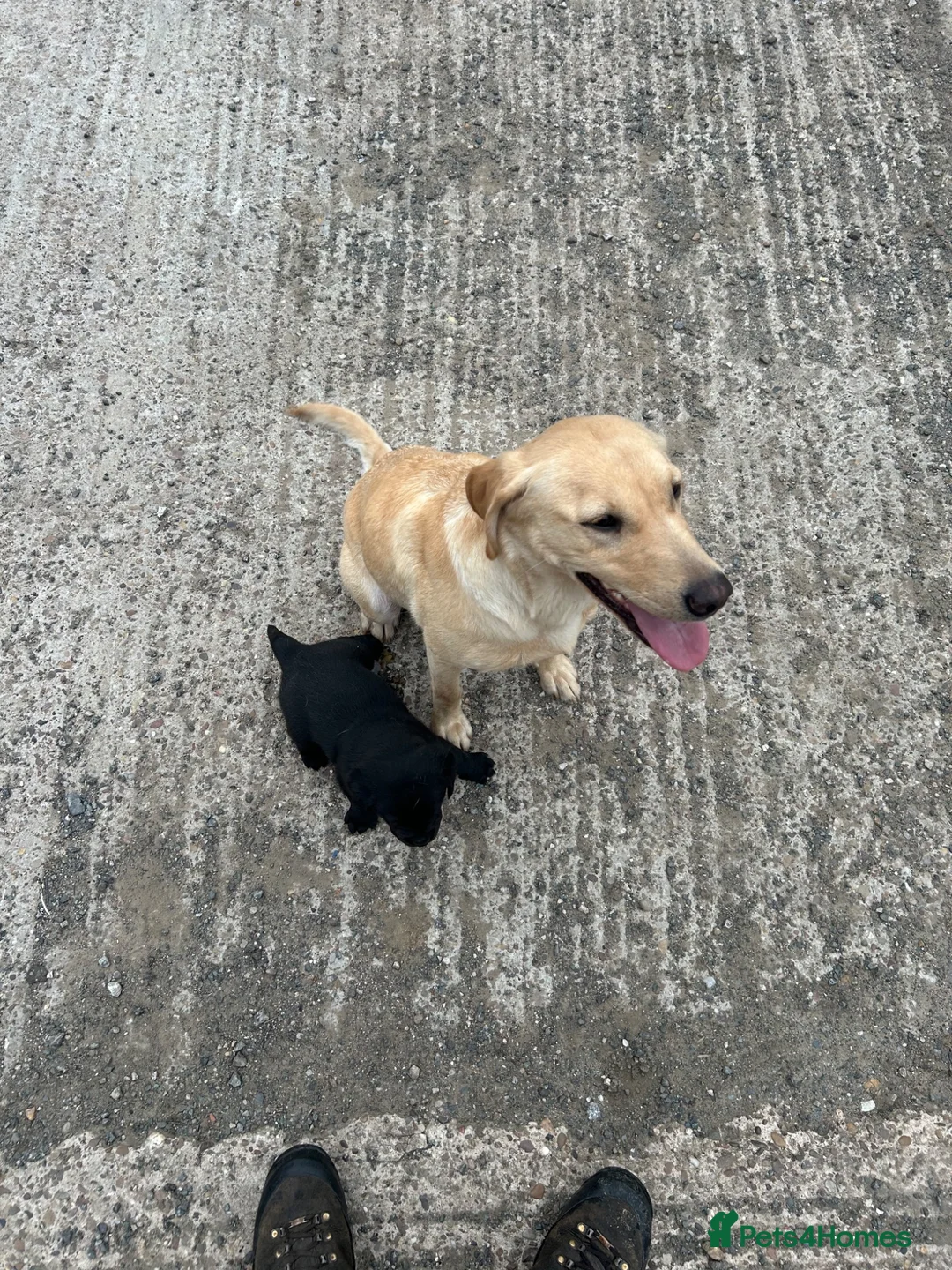 Labrador Retriever dogs for sale: Fabulous Male Black Lab puppy for sale. in Sheffield - Advert 10