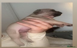 French Bulldog dogs for sale: Gorgeous French bull dog puppies for sale  - Image 7