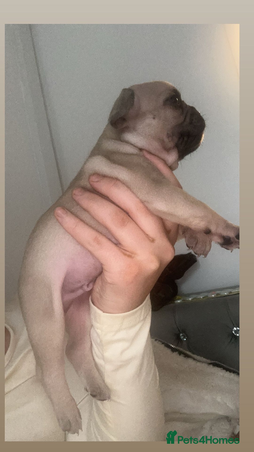 French Bulldog dogs for sale: Gorgeous French bull dog puppies for sale  - Image 7