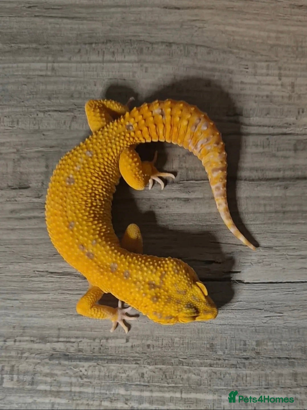 Leopard Gecko reptiles Leopard Geckos and rack system  - Advert 4