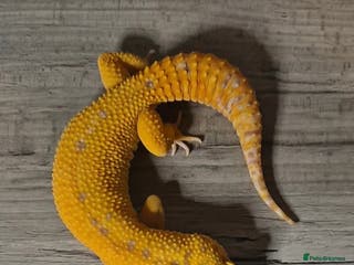 Leopard Gecko reptiles Leopard Geckos and rack system - Advert 1