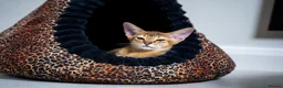 Abyssinian cats for sale: Caspian Boy - elegant, unique champion line🥇 - Advert 1