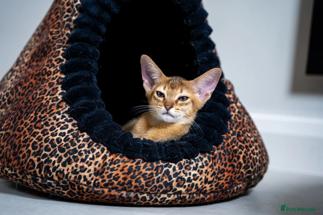Abyssinian cats for sale: Caspian Boy - elegant, unique champion line🥇 - Advert 1