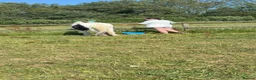 Irish Cob horses for sale: 11.3 cob gelding  - Advert 2