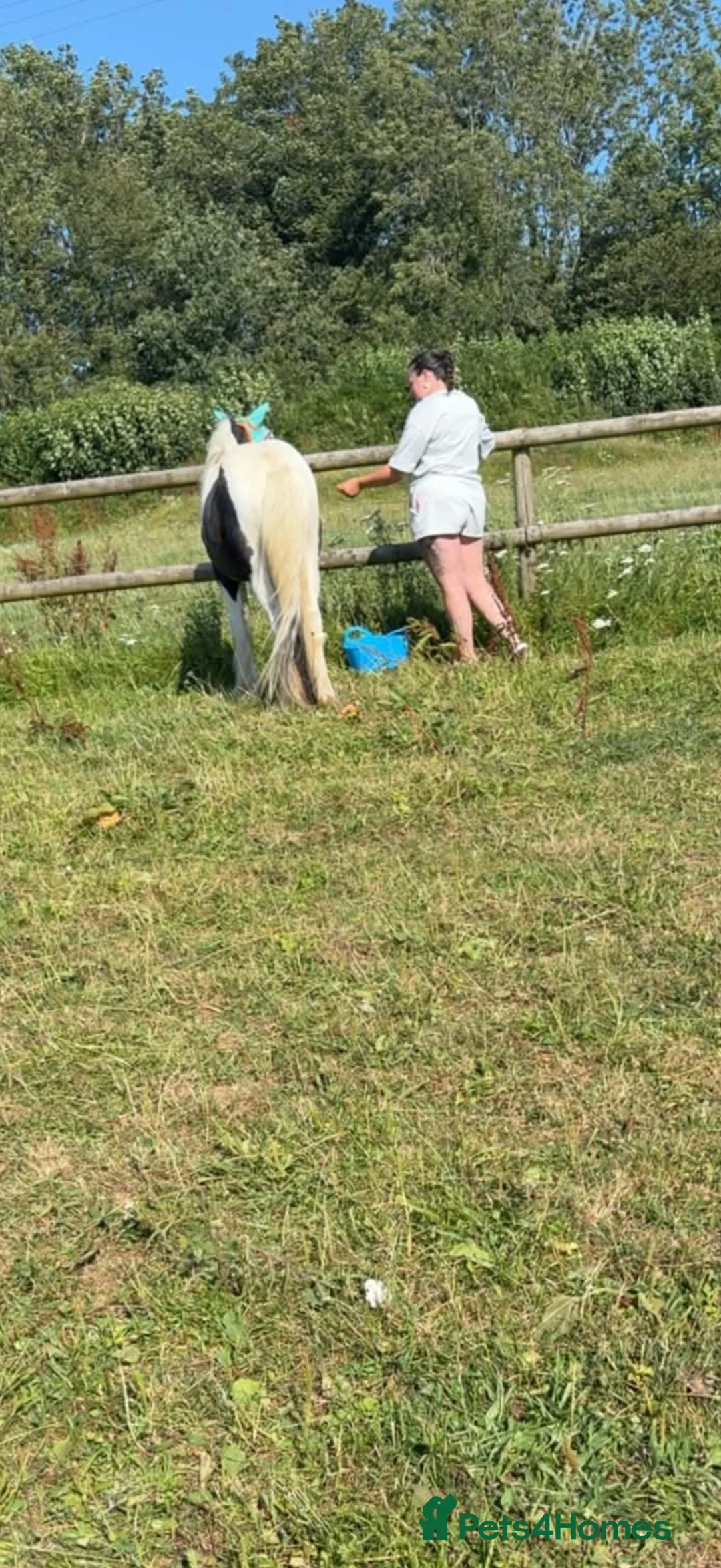 Irish Cob horses for sale: 11.3 cob gelding  - Advert 2