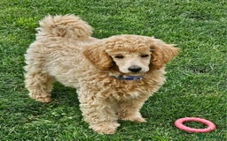 Miniature Poodle dogs for sale: Minatare Poodle Ready Now - Image 11