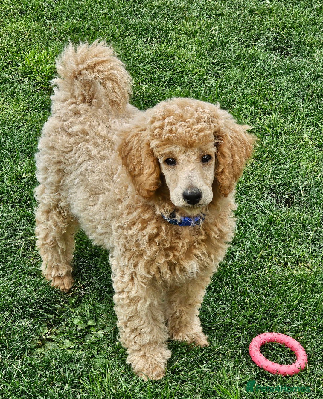 Miniature Poodle dogs for sale: Minatare Poodle Ready Now - Image 11