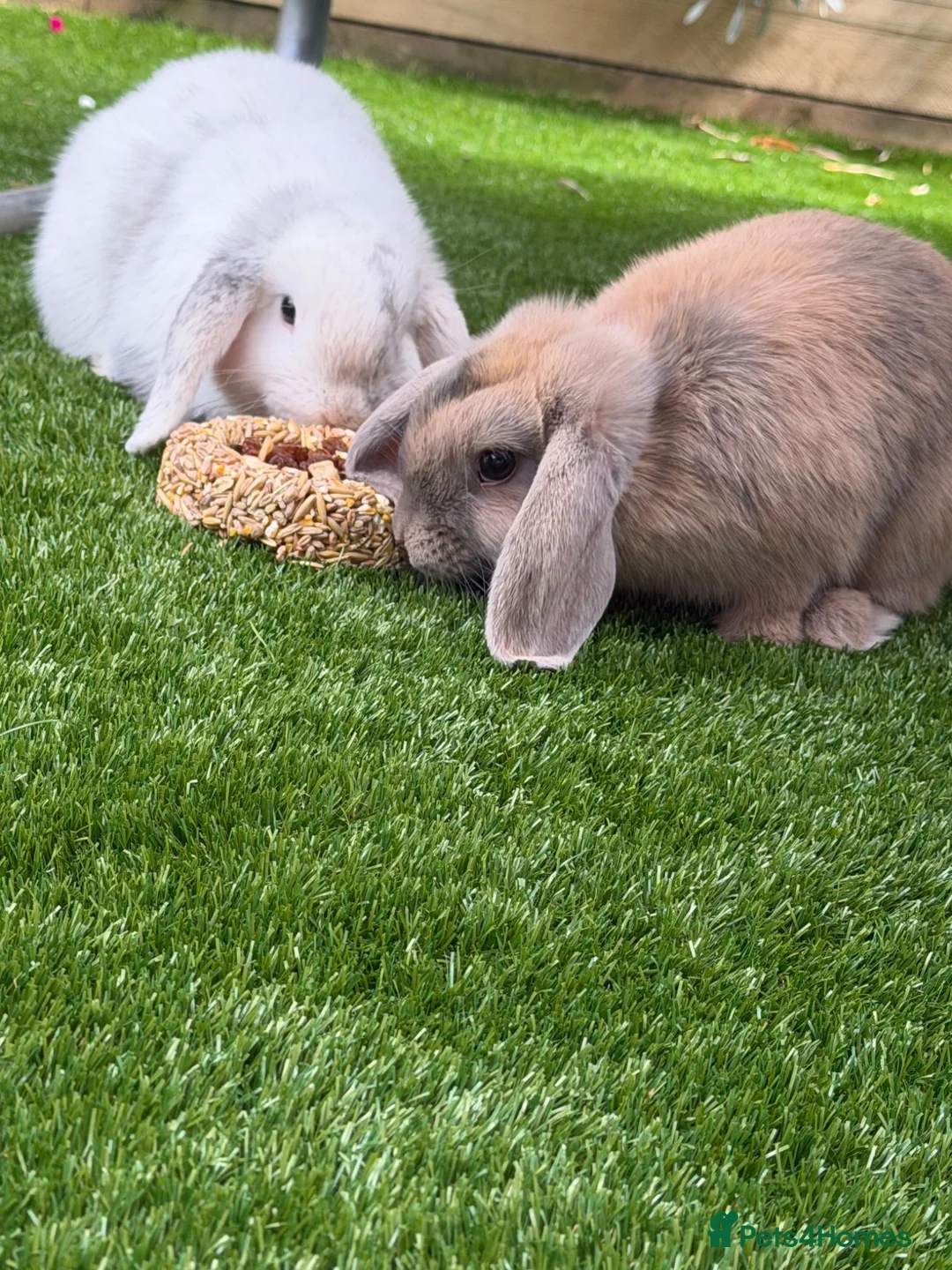 Mini Lop rabbits for sale: Gorgeous mini lop boy  - Advert 2