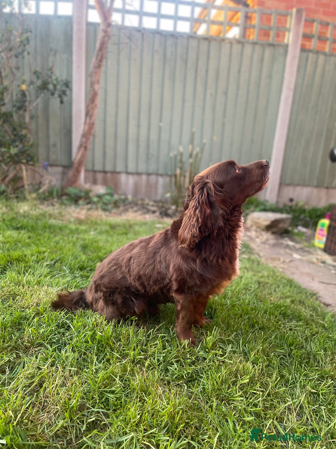 Cocker Spaniel dogs for sale: Working Cocker Spaniels  - Image 11
