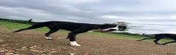 Great Dane dogs for sale: 🏡 Beautiful 16-Month-Old Mantle Great Dane 🤍🖤 - Advert 1