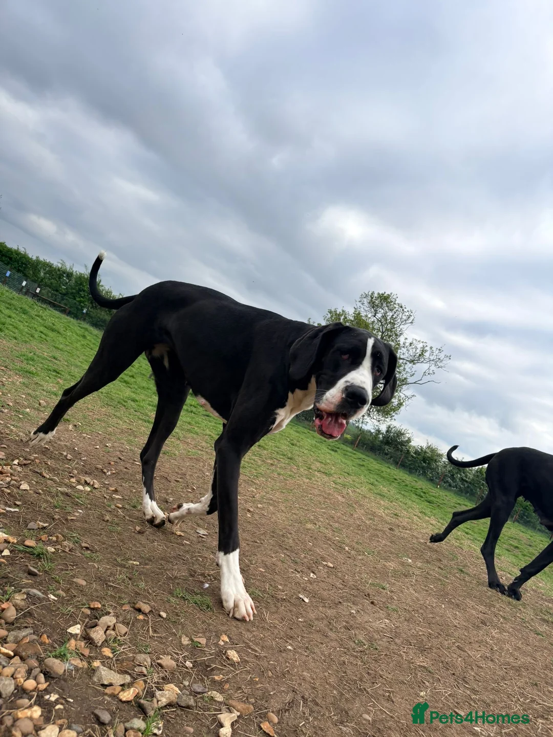Great Dane dogs for sale: 🏡 Beautiful 16-Month-Old Mantle Great Dane 🤍🖤 - Advert 1