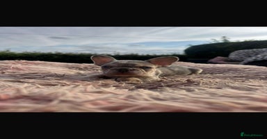 French Bulldog dogs - Advert 14