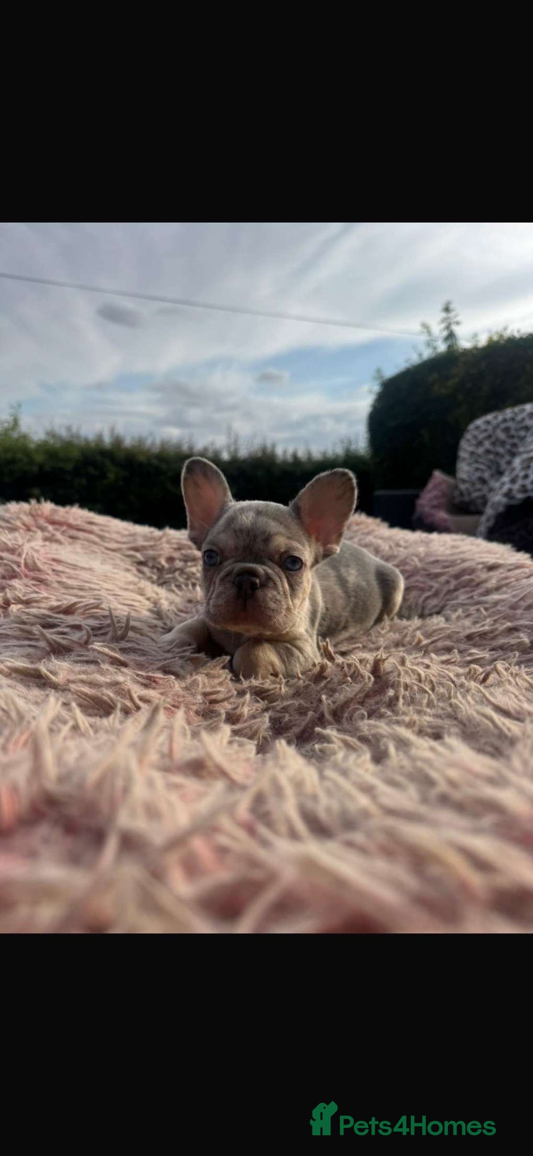French Bulldog dogs for sale: Beautiful French bulldog puppies  - Image 3