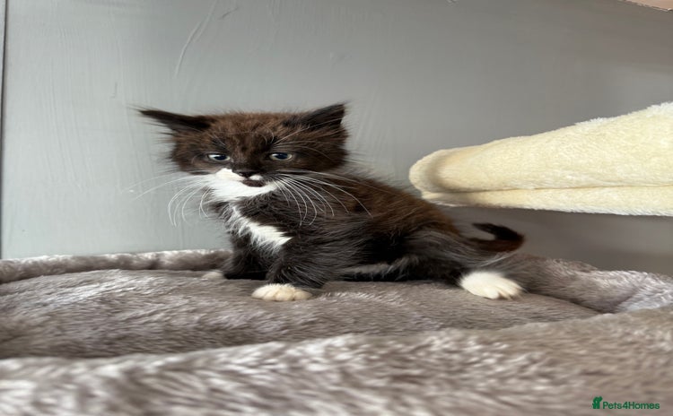 Maine Coon cats - Advert 15