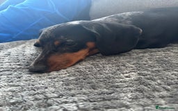 Miniature Dachshund dogs for sale: Miniature dachshund  - Image 4