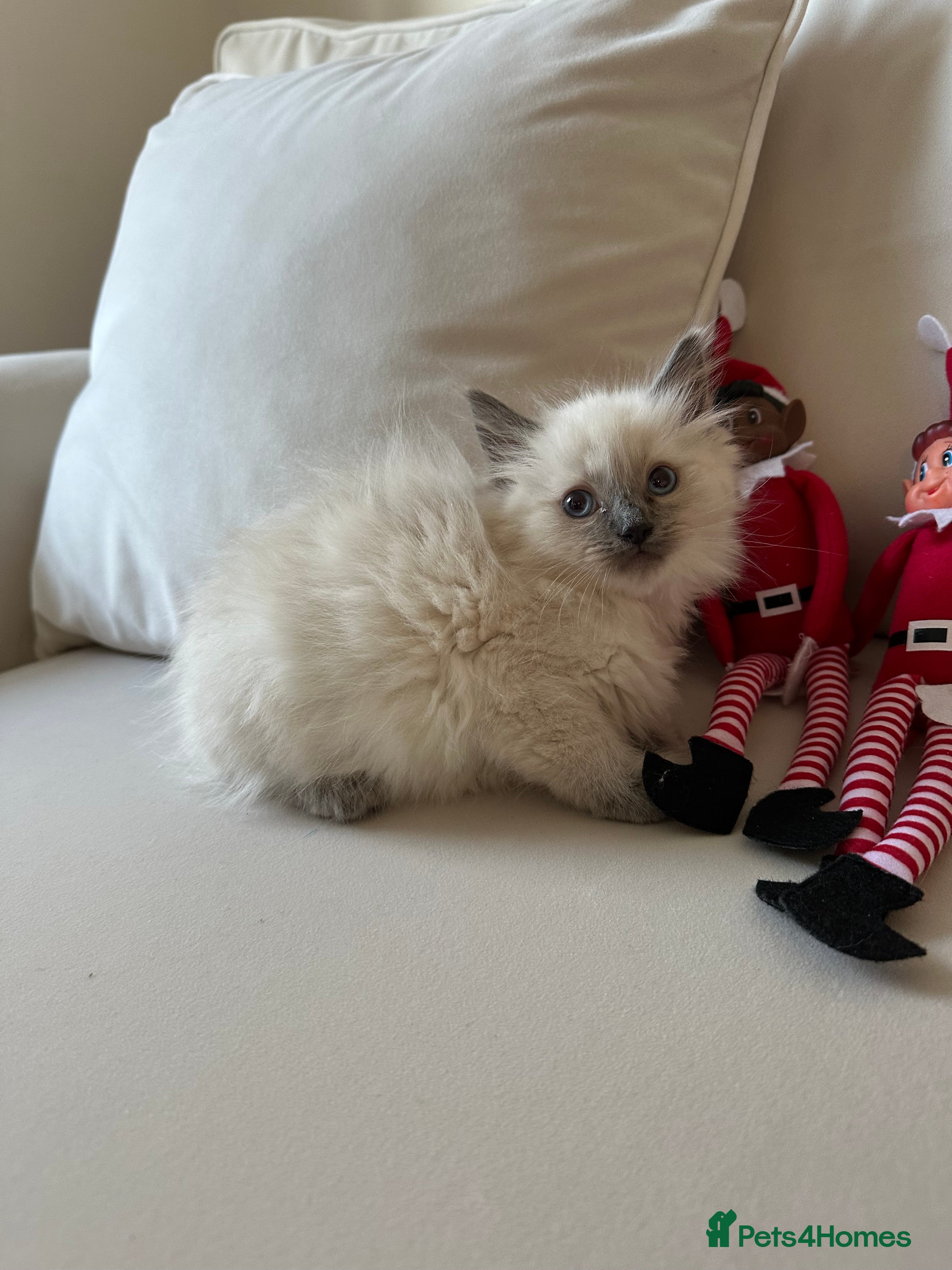 Ragdoll cats 2 PURE BRED CHAMPION LINE RAGDOLLS READY NOW - Advert 6