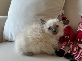 Ragdoll cats 2 PURE BRED CHAMPION LINE RAGDOLLS READY NOW - Advert 1