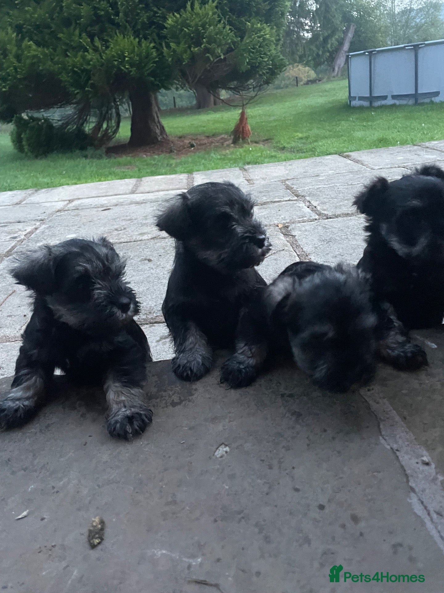 Miniature Schnauzer dogs Gorgeous Miniature Schnauzer KC reg puppies   - Advert 2