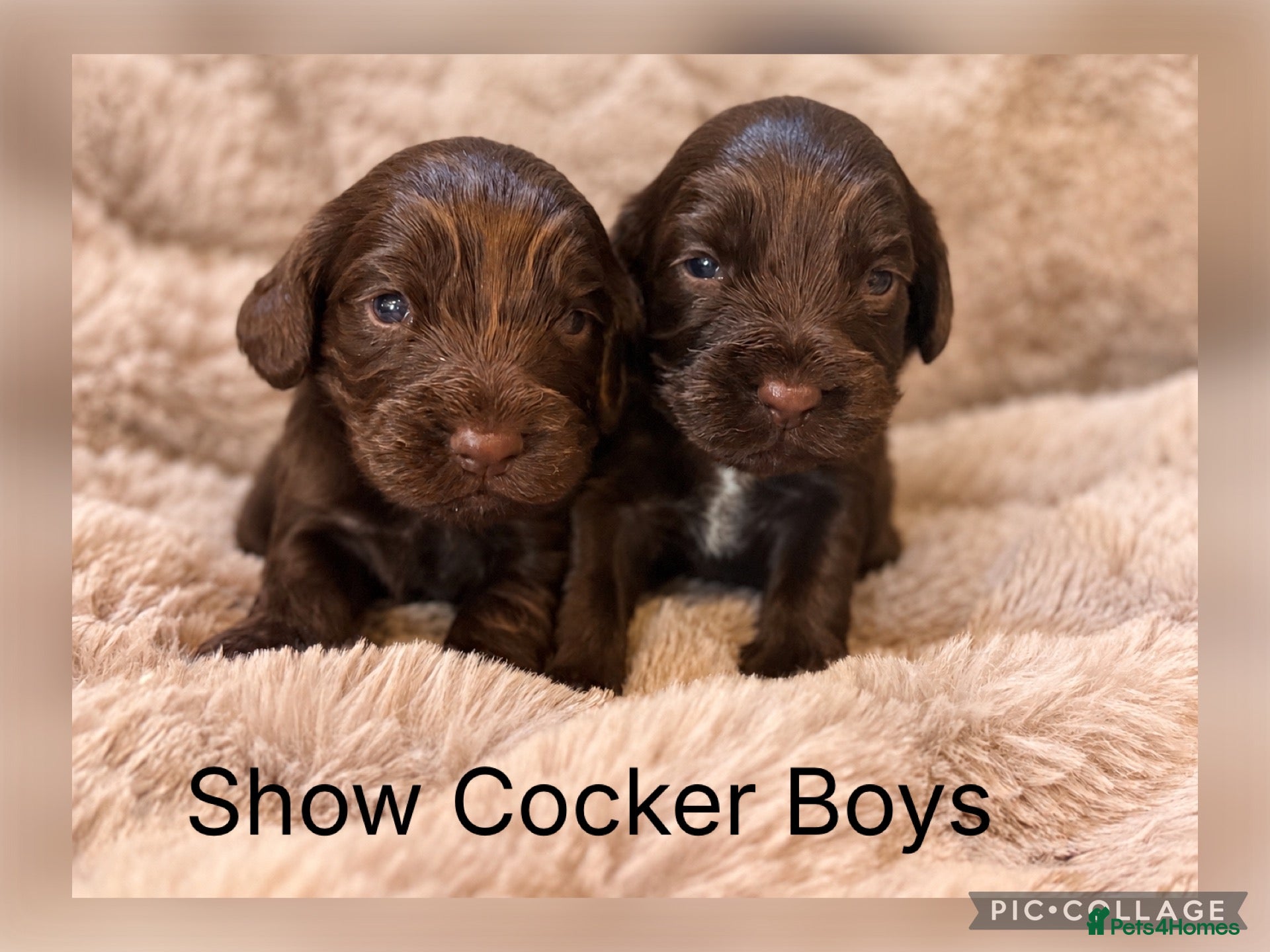 Cocker Spaniel dogs Stunning Show Cocker Spaniels full - Advert 2