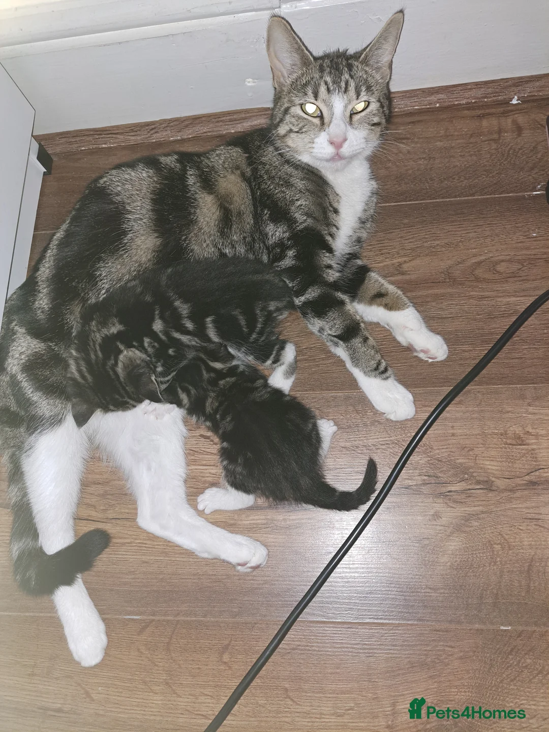 Mixed Breed cats for sale: Kittens  - Advert 2