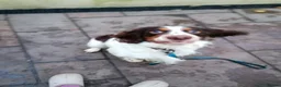 Mixed Breed dogs for adoption: 💙TOMMY THE SPANIEL💙-CLEVER, LOVING SPECIAL BOY  in High Peak - Advert 23
