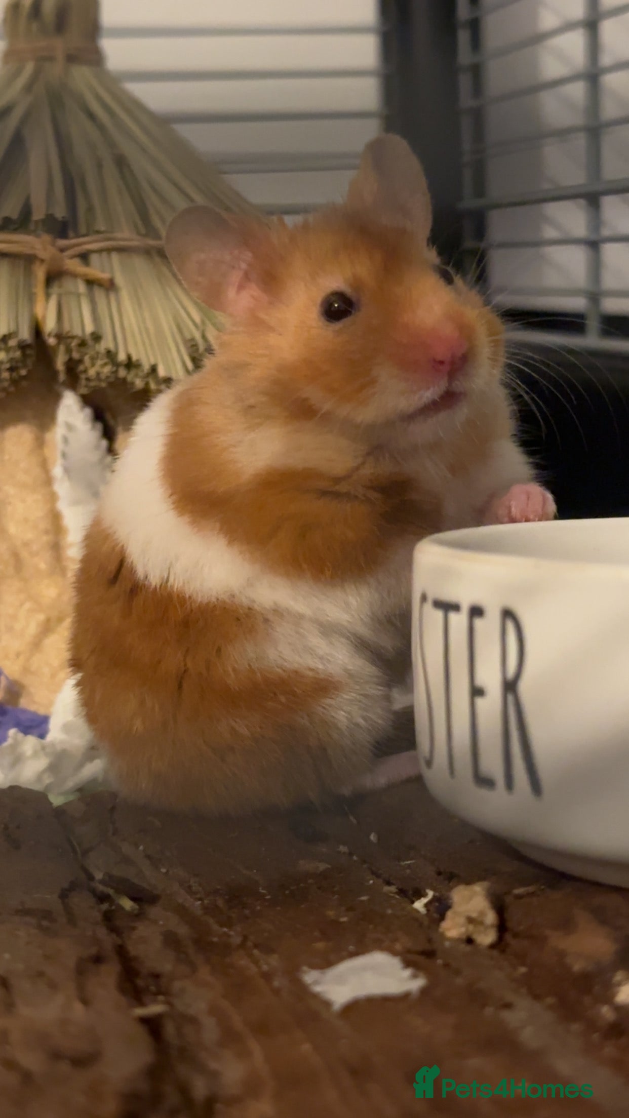 Hamster rodents Zuko male hamster and cage  - Advert 5