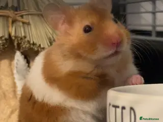 Hamster rodents Zuko male hamster and cage - Advert 5