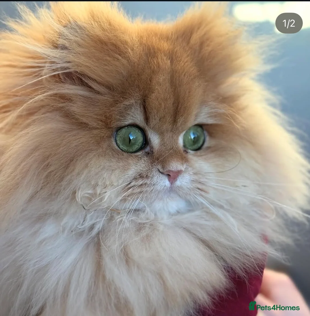 British Longhair cats for sale: VET BRED HEALTH TESTED GCCF KITTENS NOW + WAITLIST - Advert 2