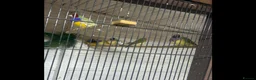 Finches birds for sale: Gouldian finch owl  finch star finch  - Advert 7