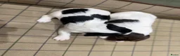 English Springer Spaniel dogs for sale: Stunning Springer Spaniels - Advert 5