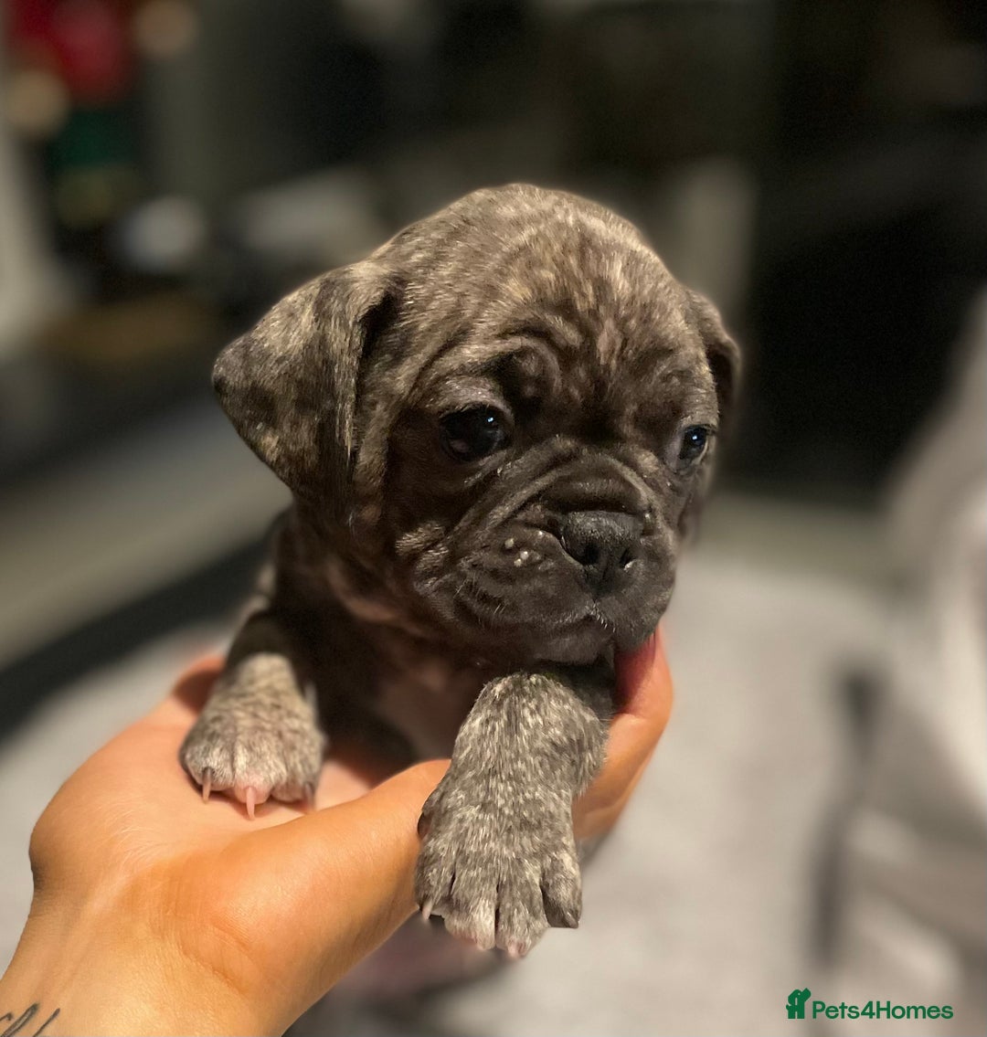 Mixed Breed dogs for sale: Frugs - Advert 11