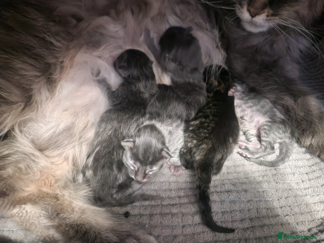 Maine Coon cats for sale: Maine coon kittens  - Advert 12