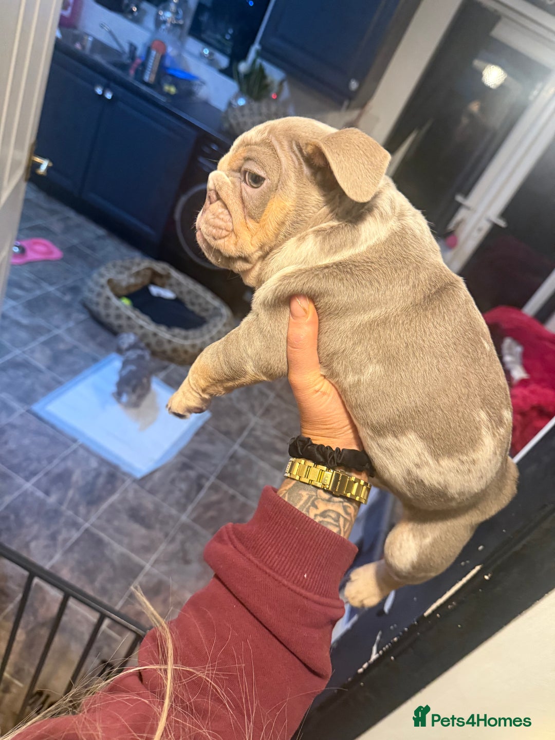 English Bulldog dogs for sale: ✨ lilac Tan & Merle Female bulldog. – Available ✨ - Advert 18