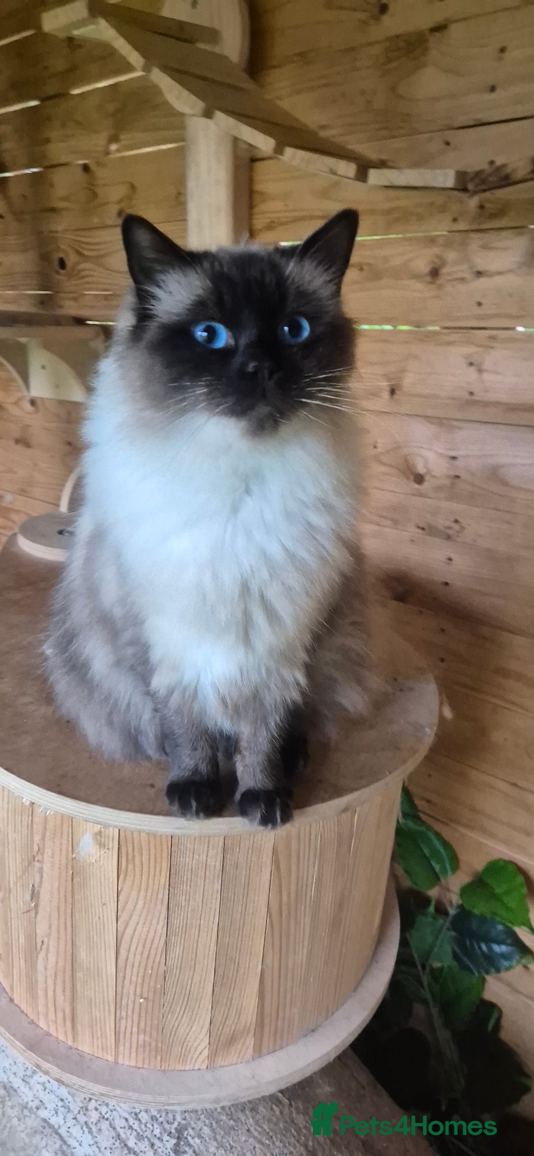 Ragdoll cats for sale: Ragdoll-female - Image 3